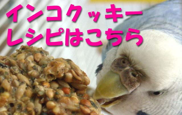 手作りインコクッキー とりきち家版 とりきちtagebuch