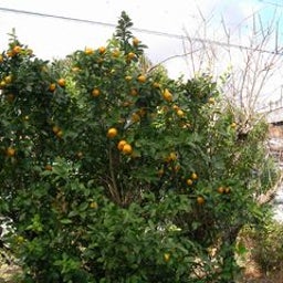 集翠園のブログ