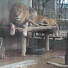 猫か？の画像