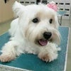 今日のわんこ（ウエストハイランドホワイトテリア）の画像