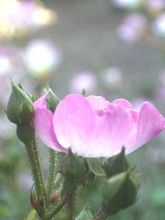 バレリーナ