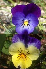 ｖｉｏｌａ