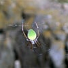 実家付近（虫とかの小動物編）の画像