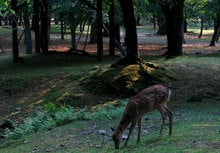 sika