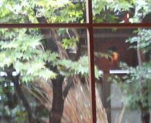 雨カフェ