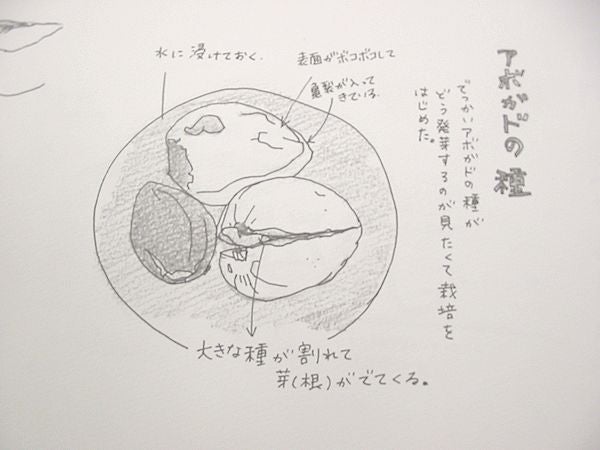でっかい種