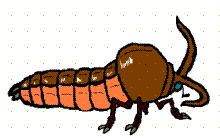 Domestic Larva