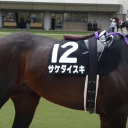サケダイスキ