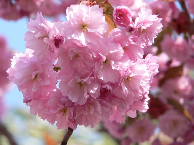 里桜 関山 サトザクラ カンザン 四季の花