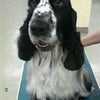 今日のわんこ（コッカ）の画像