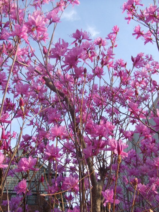 春の庭の花木 キヨミのガーデニングブログ 長澤淨美のアメブロオフィシャルブログpowered By Ameba