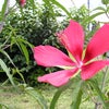 キャンプカレーの画像
