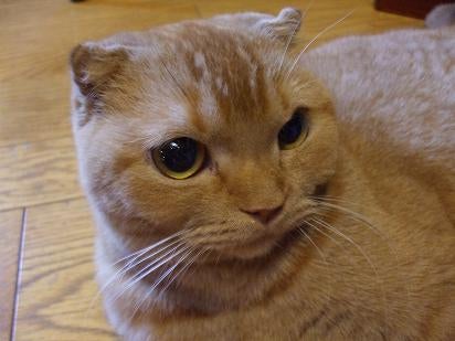 RIEのBLOG-たわしねこ