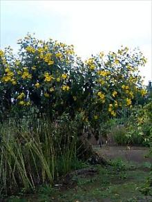 道端の花ｖ