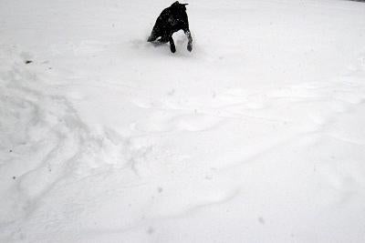 Mizuのアメリカ暮らし☆ほのぼの日記