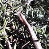 コカマキリの画像
