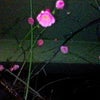 梅の香りに誘われて。の画像