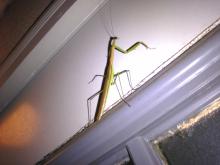 カマキリ
