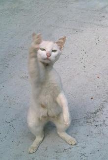 ねこ１０