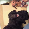 犬。の画像