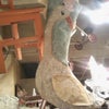 ★グローブ２★の画像