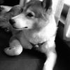 我が家の愛犬たちの画像