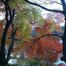 ハチの日記-200811281539000.jpg