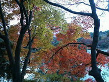 ハチの日記-200811281539000.jpg