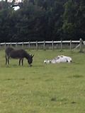 tatton4