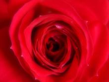 flower-rose