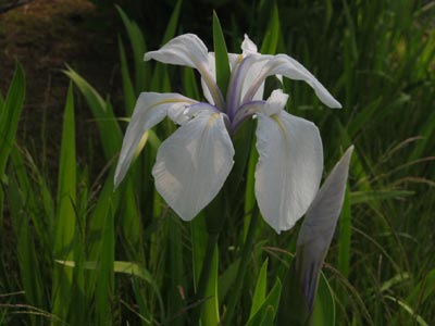 kakitubata