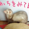 いたずら☆の画像