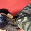 耳なし芳一，べんべべぇーん （効果音）の画像