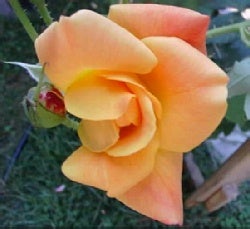 rose1