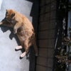★ベランダにて★の画像