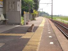 ねこ０５