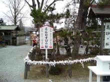 えんむすびの松