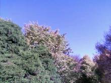 minapricilla-081125_1052.jpg