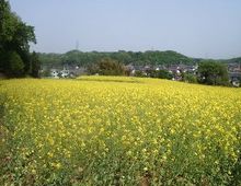 菜の花