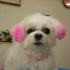犬も疲れるねんの画像