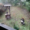 今日の晩ごはん～☆久しぶりの自炊だぁ～の画像