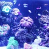 SKY AQUARIUMⅡの画像