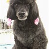今日のわんこ（トイ・プードル）の画像