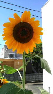 2008082015470000.jpg