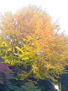081130_162345.jpg