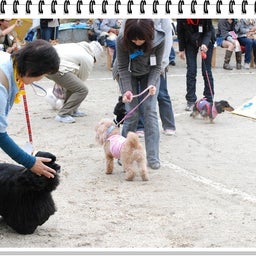 画像 【わんわん運動会！！ｉｎ２００８ 】Part２♪ の記事より 41つ目