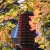 紅葉狩り☆の画像