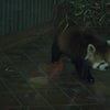 上野動物園。の画像