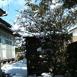 ハチの日記-200901121239000.jpg