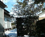 ハチの日記-200901121239000.jpg